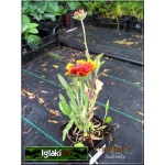 Gaillardia aristata Kobold - Gailardia oścista Kobold - czerwonożółte, wys 35, kw 6/9 FOTO