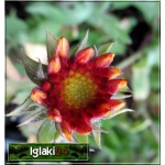Gaillardia aristata Kobold - Gailardia oścista Kobold - czerwonożółte, wys 35, kw 6/9 FOTO
