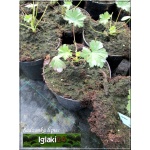 Geranium cantabrigiense Biocovo - Bodziszek kantabryjski Biocovo - biało-różowy - 20, kw 5/7 C1,5