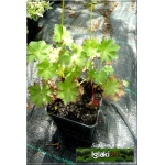 Geranium cantabrigiense Cambridge - Bodziszek kantabryjski Cambridge - różowy, wys 20, kw 5/7 C0,5