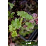 Geranium cantabrigiense Karmina - Bodziszek kantabryjski Karmina - karminowy, wys 30, kw 6/7 C0,5