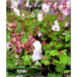 Geranium cantabrigiense Biocovo - Bodziszek kantabryjski Biocovo - biało-różowy - 20, kw 5/7 C1,5