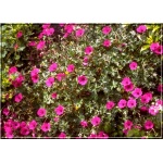 Geranium cinereum Giuseppe - Bodziszek popielaty Giuseppe - różowy, wys 15, kw 6/9 FOTO