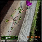 Geranium cinereum Giuseppe - Bodziszek popielaty Giuseppe - różowy, wys 15, kw 6/9 FOTO
