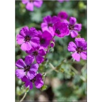 Geranium cinereum Splendens - Bodziszek popielaty Splendens - różowy, wys 15, kw 6/9 FOTO 