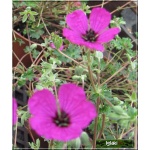 Geranium cinereum Splendens - Bodziszek popielaty Splendens - różowy, wys 15, kw 6/9 FOTO 