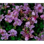 Geranium dalmaticum - Bodziszek dalmacki - różowy - wys 10, kw 6/7 FOTO