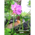 Geranium dalmaticum - Bodziszek dalmacki - różowy - wys 10, kw 6/7 FOTO
