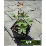 Geranium endressii Rodbylund - Bodziszek Endressa Rodbylund - różowe, wys. 30, kw. 6/9 FOTO 
