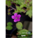 Geranium endressii Rodbylund - Bodziszek Endressa Rodbylund - różowe, wys. 30, kw. 6/9 FOTO 