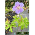 Geranium himalayense - Bodziszek himalajski - niebieski, wys 30, kw 5/7 FOTO