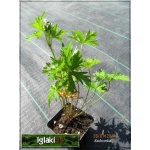 Geranium himalayense - Bodziszek himalajski - niebieski, wys 30, kw 5/7 FOTO