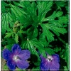 Geranium himalayense Gravetye - Bodziszek himalajski Gravetye - fioletowe, wys. 20, kw. 7/9 FOTO
