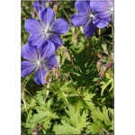 Geranium himalayense Johnson\'s Blue - Bodziszek himalajski Johnson\'s Blue - niebieski, wys. 50, kw 6/8 FOTO