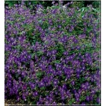 Geranium himalayense Johnson\'s Blue - Bodziszek himalajski Johnson\'s Blue - niebieski, wys. 50, kw 6/8 FOTO