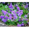 Geranium himalayense Plenum - Bodziszek himalajski Plenum - jasnofioletowe, wys 25, kw 5/7 FOTO 