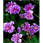 Geranium himalayense Plenum - Bodziszek himalajski Plenum - jasnofioletowe, wys 25, kw 5/7 FOTO 