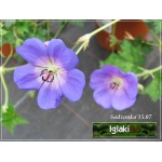 Geranium hybrid Rozanne - Bodziszek mieszańcowy Rozanne - fioletowo-niebieskie, wys. 50, kw. 5/9 FOTO