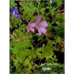Geranium hybrid Rozanne - Bodziszek mieszańcowy Rozanne - fioletowo-niebieskie, wys. 50, kw. 5/9 FOTO