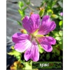 Geranium hybrid Sirak - Bodziszek mieszańcowy Sirak - różowy wys. 40, kw 5/7 FOTO