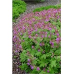 Geranium macrorrhizum Bevan\'s Variety - Bodziszek korzeniasty Bevan\'s Variety - czerwono-fioletowy, wys. 35, kw 5/6 FOTO