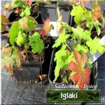 Geranium macrorrhizum Bevan\'s Variety - Bodziszek korzeniasty Bevan\'s Variety - czerwono-fioletowy, wys. 35, kw 5/6 FOTO
