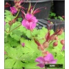 Geranium macrorrhizum Czakor - Bodziszek korzeniasty Czakor - purpuro-czerwony, wys 30, kw 5/6 C0,5