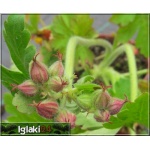Geranium macrorrhizum Czakor - Bodziszek korzeniasty Czakor - purpuro-czerwony, wys 30, kw 5/6 C0,5