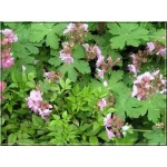 Geranium macrorrhizum Ingwersen - Bodziszek korzeniasty Ingwersen - jasno-różowy, wys 30, kw 5/7 FOTO 
