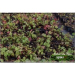 Geranium macrorrhizum Ingwersen - Bodziszek korzeniasty Ingwersen - jasno-różowy, wys 30, kw 5/7 FOTO 