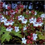 Geranium macrorrhizum Spesserat - Bodziszek korzeniasty Spesserat - biało-różowy, wys 25, kw 5/6 FOTO