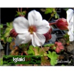 Geranium macrorrhizum Spesserat - Bodziszek korzeniasty Spesserat - biało-różowy, wys 25, kw 5/6 FOTO
