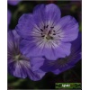 Geranium platypetalum Magnificum - Bodziszek wielkopłatkowy Magnificum - fioletowo-niebieski, wys. 60, kw 5/7 FOTO