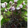 Geranium pratense Purple Ghost - Bodziszek łąkowy Purple Ghost - białe, purpurowo-brązowy liść, wys. 30, kw. 5/8 FOTO
