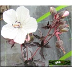 Geranium pratense Purple Ghost - Bodziszek łąkowy Purple Ghost - białe, purpurowo-brązowy liść, wys. 30, kw. 5/8 FOTO