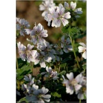 Geranium Renardii - Bodziszek Renarda - białe, purpurowe żyłki, wys 25, kw 6 FOTO 