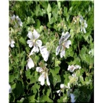 Geranium Renardii - Bodziszek Renarda - białe, purpurowe żyłki, wys 25, kw 6 FOTO 