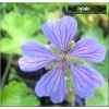 Geranium renardii Philippe Vapelle - Bodziszek Renarda Philippe Vapelle - niebieski, wys 25, kw 6 FOTO   