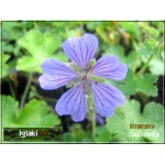 Geranium renardii Philippe Vapelle - Bodziszek Renarda Philippe Vapelle - niebieski, wys 25, kw 6 C0,5  
