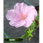 Geranium sanguineum Aviemore - Bodziszek czerwony Aviemore - różowe, wys. 20, kw. 6/9 FOTO