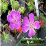 Geranium sanguineum - Bodziszek czerwony - karminowo-czerwony, wys 30, kw 5/9 FOTO