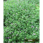 Geranium sanguineum - Bodziszek czerwony - karminowo-czerwony, wys 30, kw 5/9 FOTO