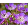 Geranium Sweet Heidy - Bodziszek Sweet Heidy - różowo-fioletowe, wys 30, kw 6/9 FOTO 