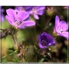 Geranium sylvaticum Birch Lilac - Bodziszek leśny Birch Lilac - niebiesko-fioletowe, kw 6/8, wys. 100/200 FOTO