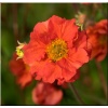 Geum chiloense Tempest Scarlet - Kuklik chiloense Tempest Scarlet - brzoskwiniowo-pomarańczowe, wys. 60, kw. 4/9 C2 zzzz
