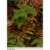 Gymnocarpium dryopteris - Cienistka trójkątna - Paproć - wys. 40 FOTO