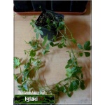 Gynostemma pentaphyllum Jiaogulan - Ziele życia i nieśmiertelności - pięciolistny żeńszeń - pnącze FOTO 