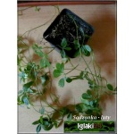 Gynostemma pentaphyllum Jiaogulan - Ziele życia i nieśmiertelności - pięciolistny żeńszeń - pnącze FOTO 