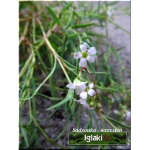 Gypsophila cerastoides - Łyszczec rogownicowaty - Gipsówka rogownicowaty - białe, wys. 10, kw 5/6 FOTO zzzz