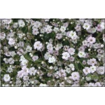 Gypsophila paniculata - Gipsówka błyszcząca - Łyszczec wiechowaty - biało-różowy, wys 120, kw 6/8 FOTO  